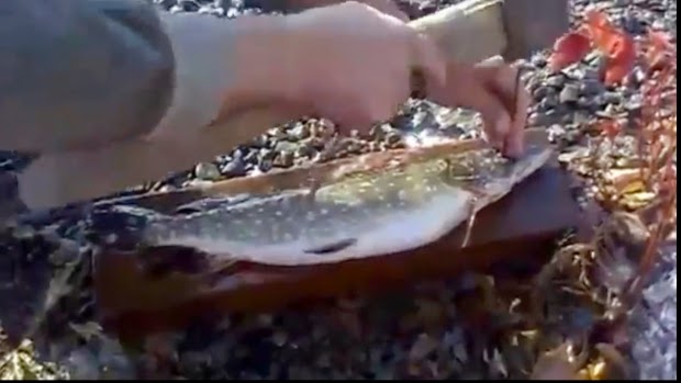Ce poti face folosind un CIOCAN şi DOUĂ CUIE ?!? Cureţi rapid un peşte de SOLZI !!! VIDEO