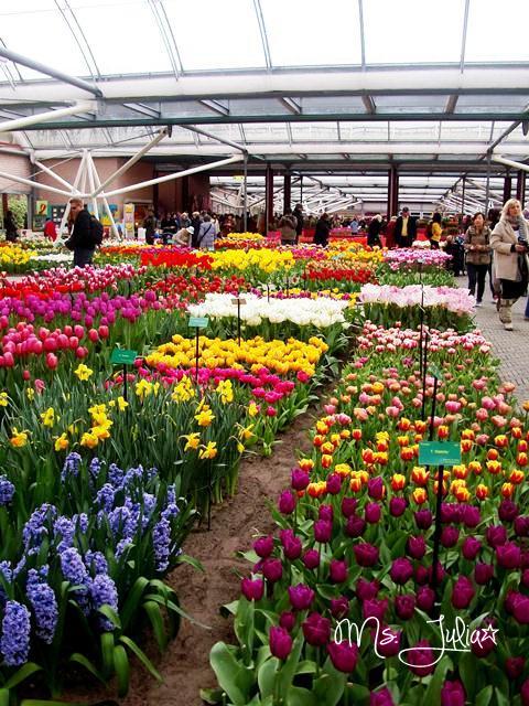 Keukenhof Taman Bunga Terbesar di Dunia 