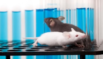 Ilmuwan Ciptakan Tikus Sehat Dari Dua Induk Betina Ilmuwan Ciptakan Tikus Sehat Dari 2 Induk Betina, Tanpa Jantan