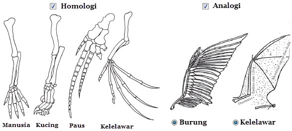 Bukti-bukti Adanya Evolusi