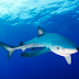 Tubarão-azul (Prionace glauca)