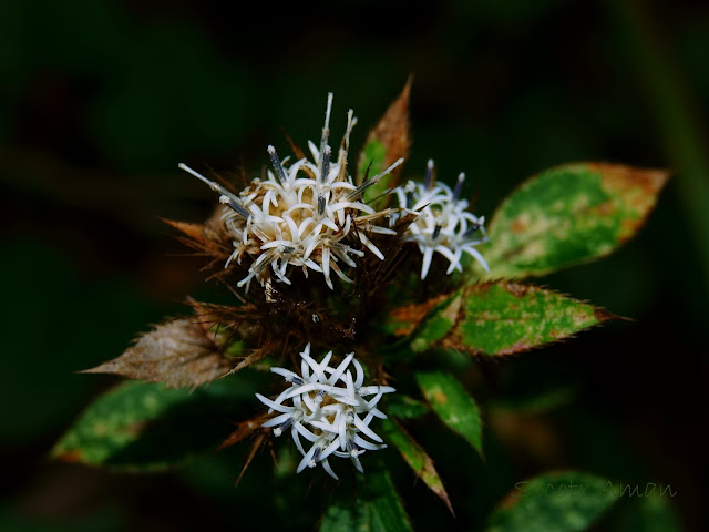 Atractylodes japonica