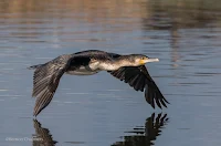 Birds in Flight with Canon EOS 70D: White-Breasted Cormorant