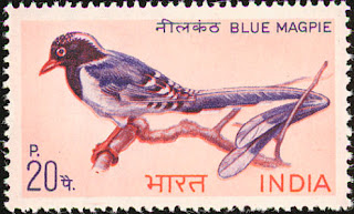 Birds of India: Blue Magpie