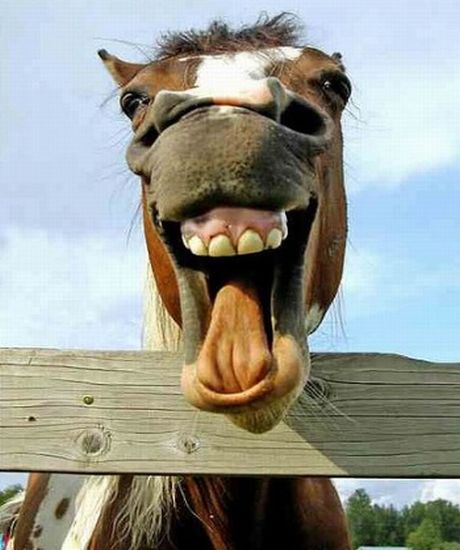 Cute Animal Quotes: Funny Horse Smile