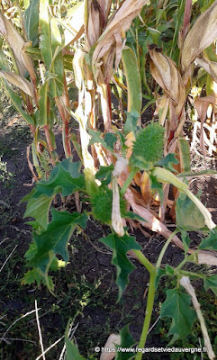 La Stramoine, Datura Stramonium