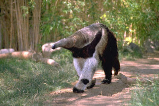 Funny Anteaters