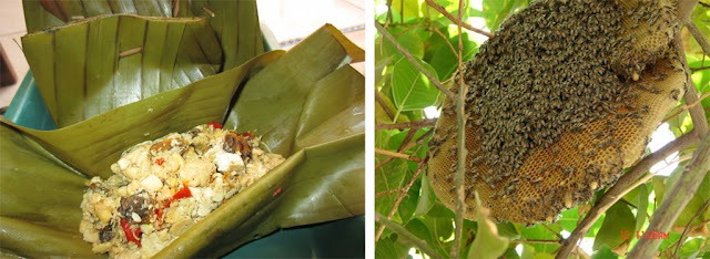 Di berbagai daerah jawa tengah dan jawa timur lebah muda atau larva yang masih di dalam sarangnya (tolo) dapat di jadikan menu masakan yang nikmat dan menyehatkan