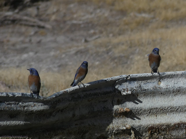 10: birds looking this way