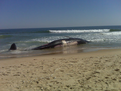 Fenwick Island, Delaware whale on beach