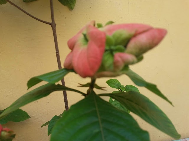 Care of Mussaenda flowering plant