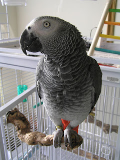 African Grey, selalu berwarna abu - abu