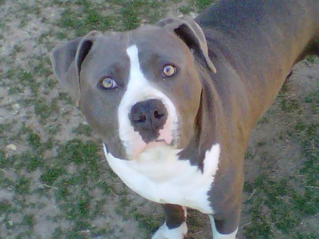 BLUE PITBULL PUPPIES Fort Worth