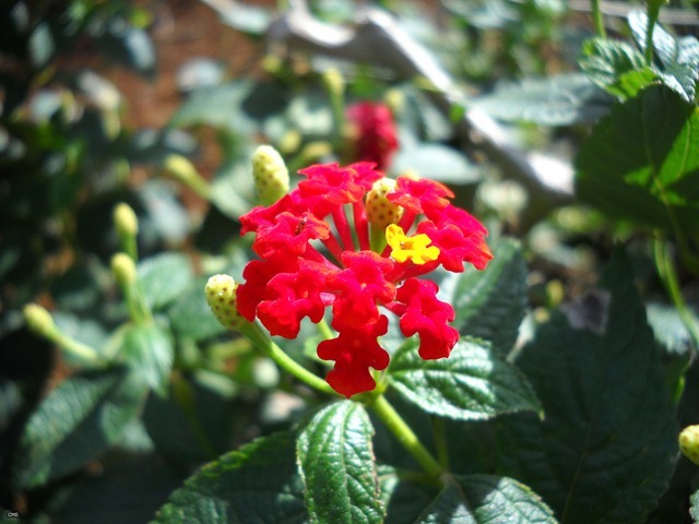 DSCN4471_2