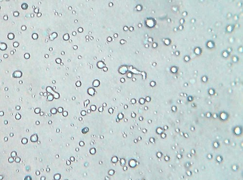 Magnified milk 450x