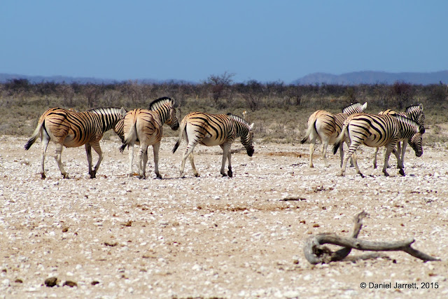 Zebra, Etosha National Park, Namibia