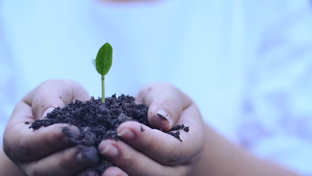 How to Start a Garden for Beginners