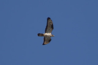 Adult male Honey Buzzard