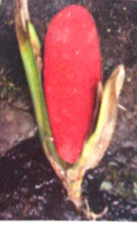 tanaman merah