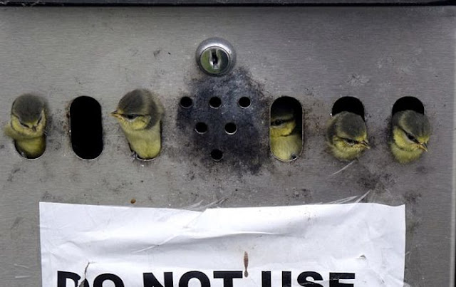 A family of birds made a nest in a public ashtray in Wales, birds nest