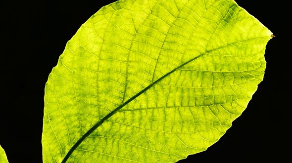 Photosynthesis in leaves for tree growth