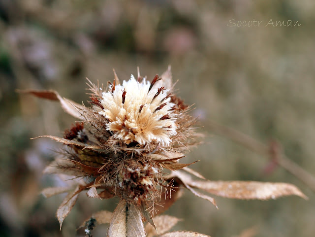 Atractylodes japonica