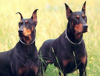 doberman pinscher pets dog healty breeds animal picture