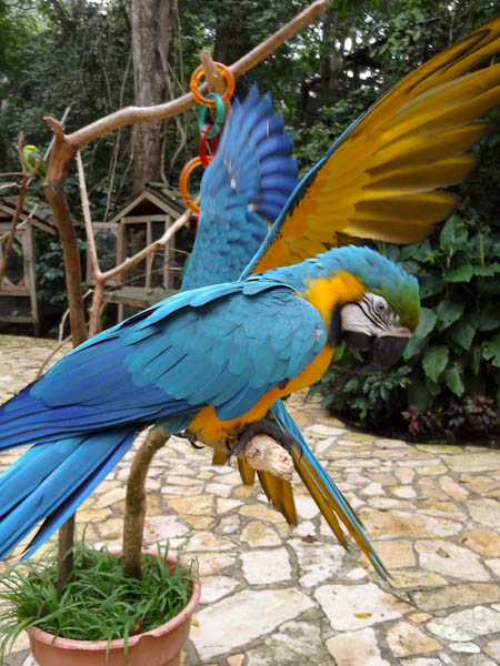 Pictures Of Macaws Birds