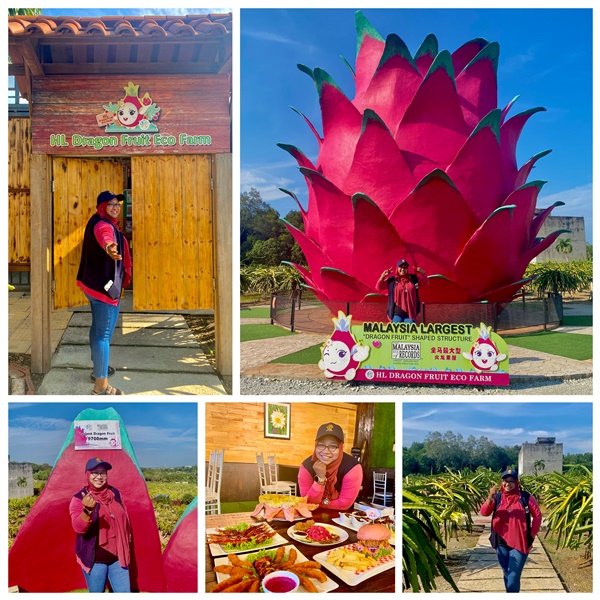 HL DRAGON FRUIT ECOFARM : LOKASI AGROTOURISM WAJIB DILAWATI DI SEPANG