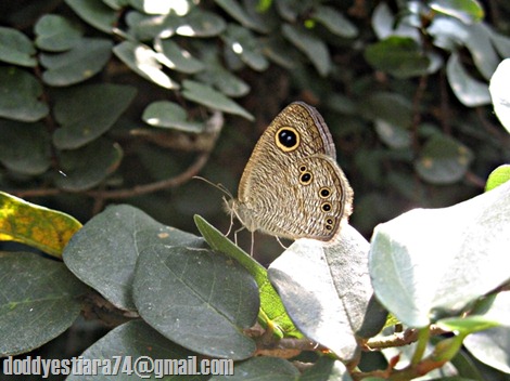 Ypthima baldus (Fabricius, 1775) - Common Five Ring