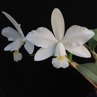 Orquídea Cattleya violacea alba
