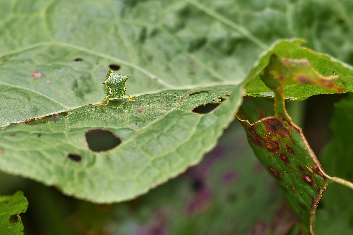 Stictocephala bisonia