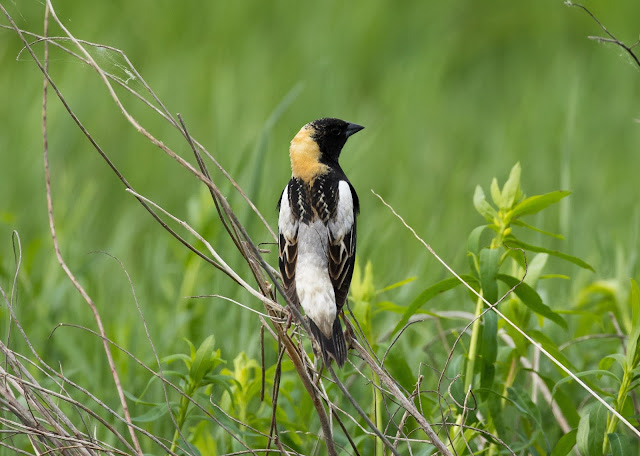 Bobolink - Fibre, Michigan, USA