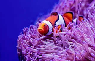 Clown fish with sea anemones