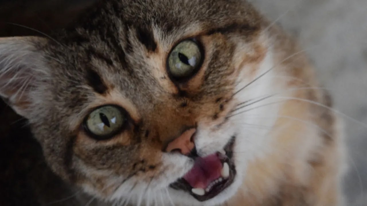 why Excessive cat meowing  g