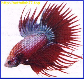 Betta Fish of Type Crown Tail or Serit