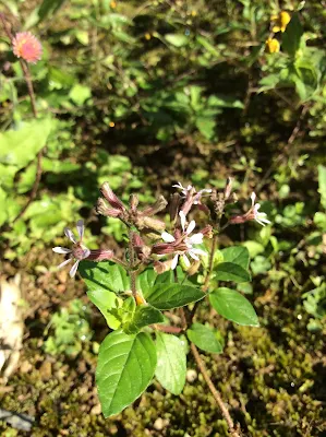 Cuphea racemosa
