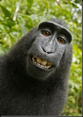 Monkey 2