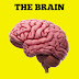 Human Brain: Functions, Parts and More