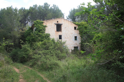 ARBRES SINGULARS A L'ALBÀ-AIGUAMÚRCIA-ALT CAMP, Camí de la Masia de Cal Manco en direcció al Maset de Cal Güell