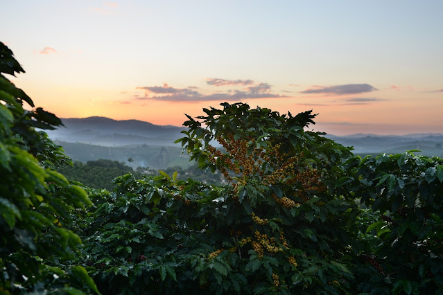 best coffee to try from around the world during, coffee plantation