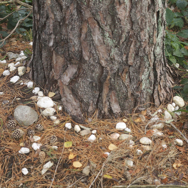 Mysterieuze steentjes, Hohe Heide, Elten. Foto: Robert van der Kroft, 4 november 2017