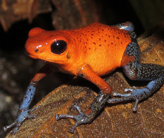 Oophaga pumilio, Strawberry Poison-dart Frog