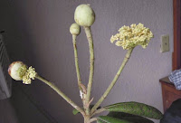 http://sciencythoughts.blogspot.co.uk/2014/03/a-new-species-of-hydrangea-from-mexico.html