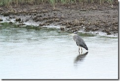 Grey Heron