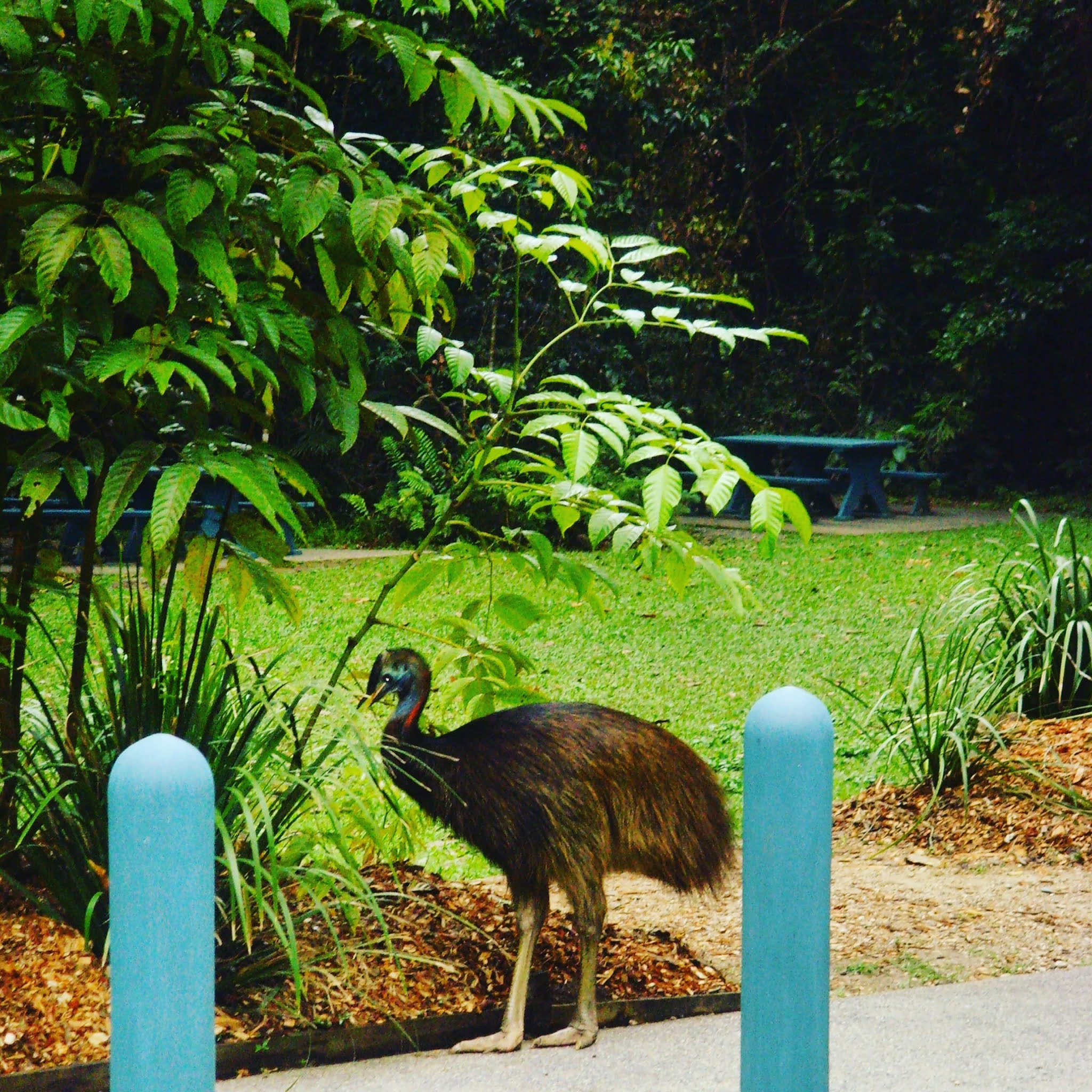 wild your cassowary in australia, spotted on the drive from Sydney to cairns