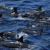  Re-sighting of a Pantropical Spotted Dolphin (“Ji Ciyuan”) in Greater Bay Area, China 