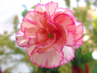 Carnation