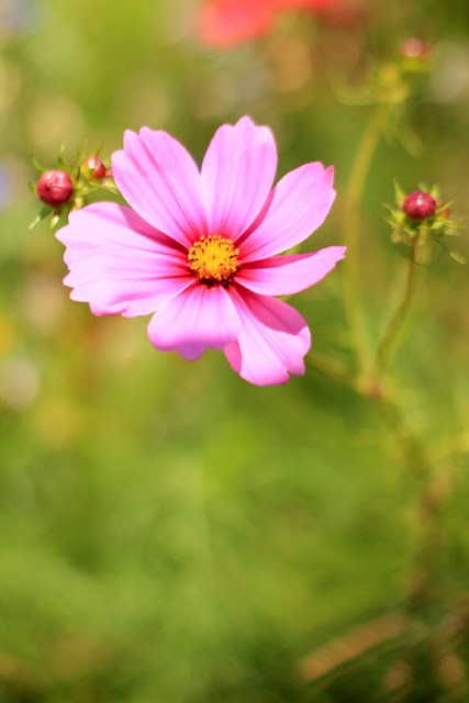 Pink Cosmo - Flower Photography by Mademoiselle Mermaid