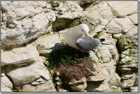 Bempton Cliffs RSPB - April
